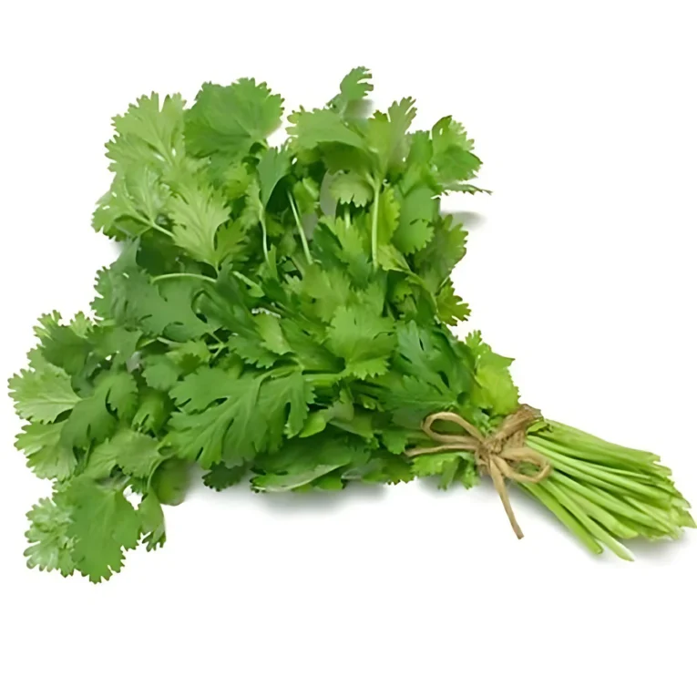 Fresh-Cilantro.webp