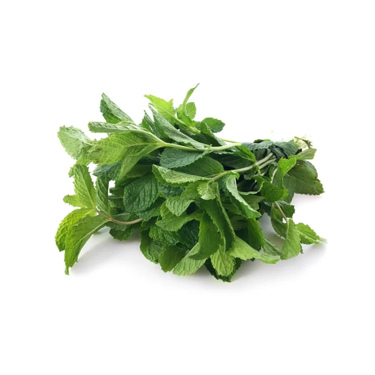 Fresh-Mint.webp