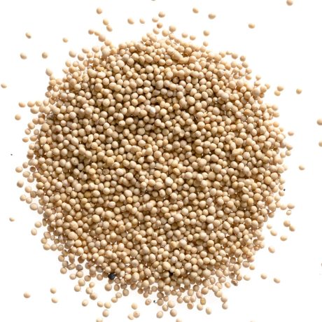 SURAJ Mustard Seed